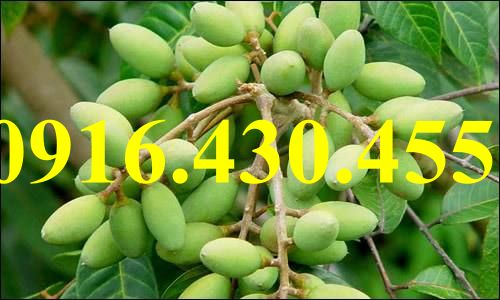 Cây giống trám trắng